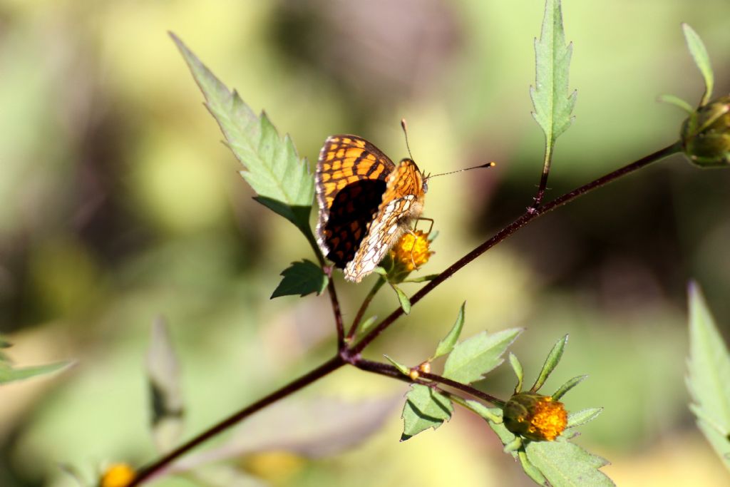 Melitaea athalia? S